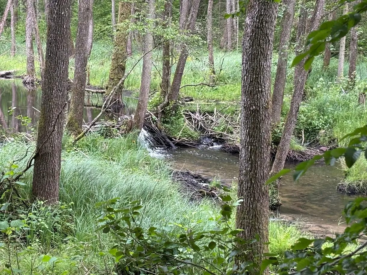 Ścieżka bobrów do Grodziska – Runowo